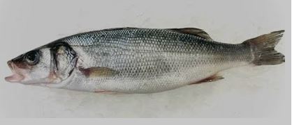 Sea Bass Branzino Whole Gutted Scaled Day Boat 400 600 Grams Each 22.5 Lbs Average Case Fres