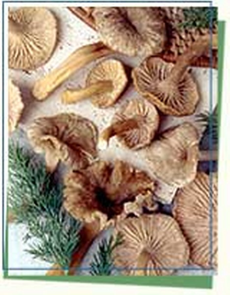 Mushroom, Wild, Yellow Foot, 5# Unit (Seasonal)