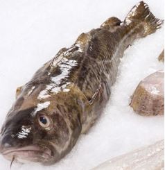 Cod, New England, Whole, Gutted, Scaled, Day Boat, 10-15 Lbs Each, 12 Lbs Average Case, Fresh