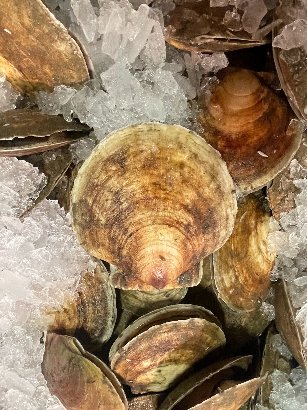 Scallops, Sea, New England, In-Shell, Day Boat, 50 Grams Each, 10 Lbs Average Case