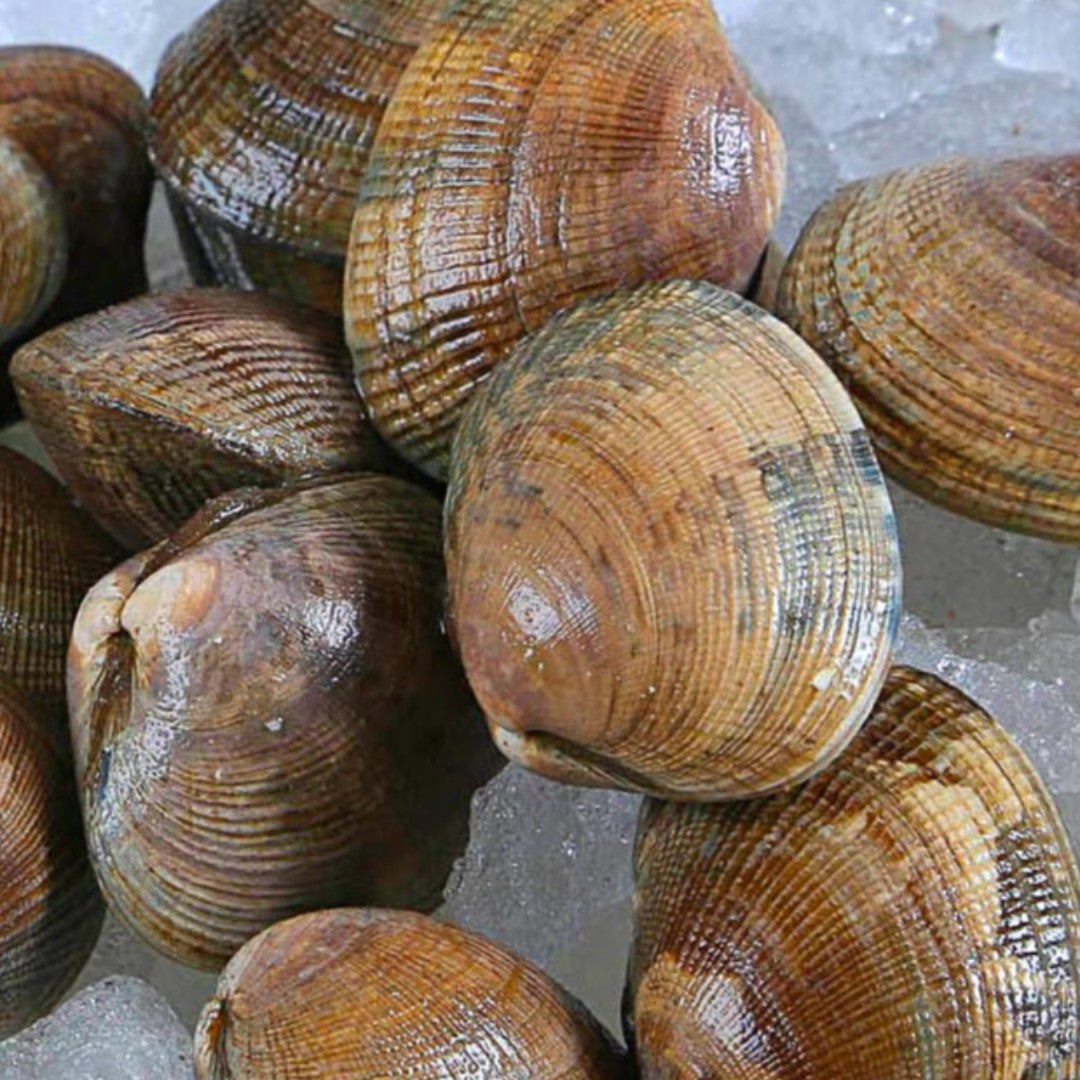 Clams, Manilla, Shellfish, Day Boat, 25 Grams Each, 25 Lbs Average Case