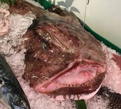 Monkfish, Whole, Gutted, Scaled, Day Boat, 6-10 Lbs Each, 16 Lbs Average Case, Fresh