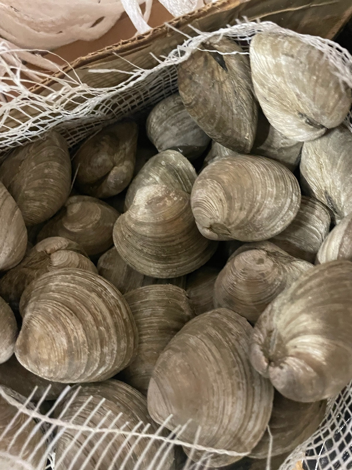 Clams, Topneck, Shellfish, Day Boat, 25 Grams Each, 100 Count Case