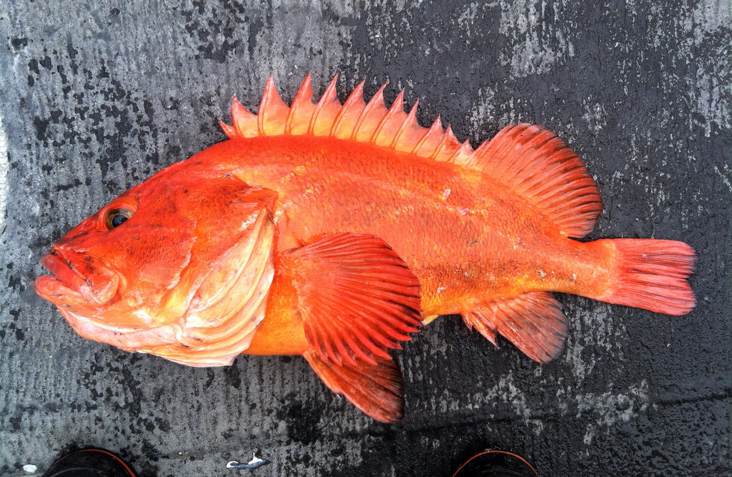 Yelloweye Rockfish WGGS, 10-14# avg, 12 lb cs avg