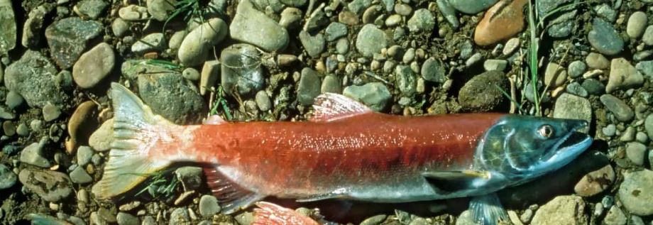 Cook Inlet Sockeye Salmon, WGGS, 4-6# avg, 12 lb cs avg